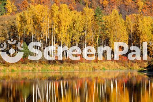 Autumn River Gauja In Sigulda